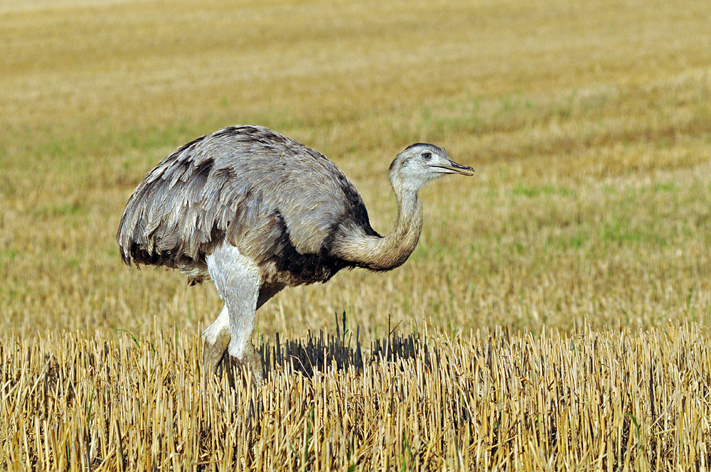 Bei den Nandus in Nordwestmecklenburg 09