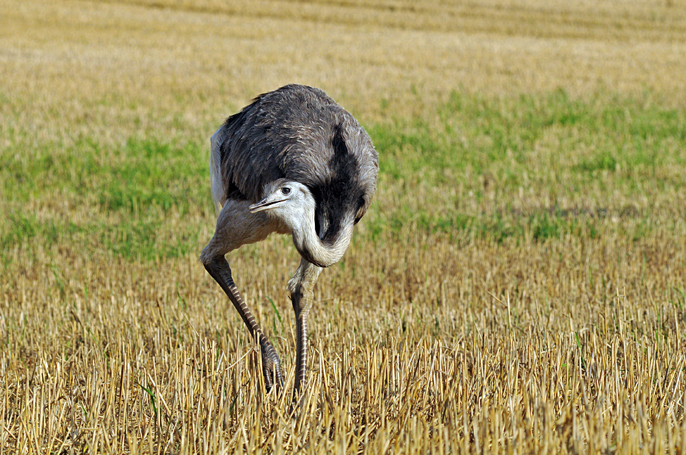 Bei den Nandus in Nordwestmecklenburg 10