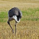 Bei den Nandus in Nordwestmecklenburg 10