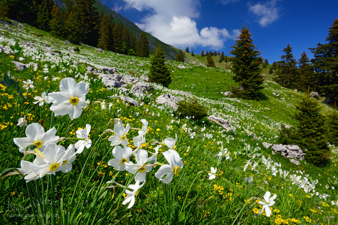 Bei den Narzissen des Col de Lys