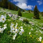 Bei den Narzissen des Col de Lys