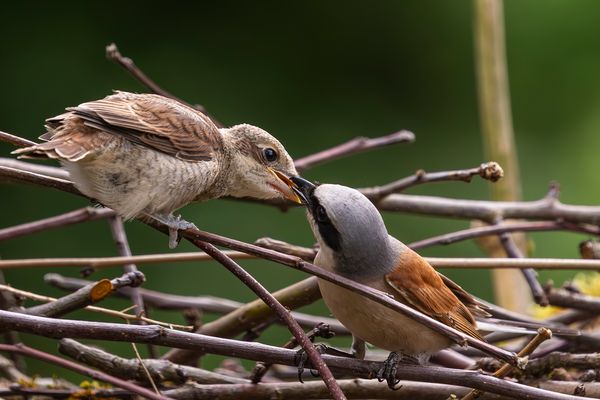 Bei den Neuntöter...