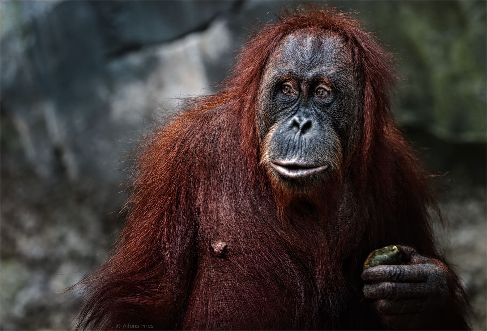 Bei den Orang-Utans, ...