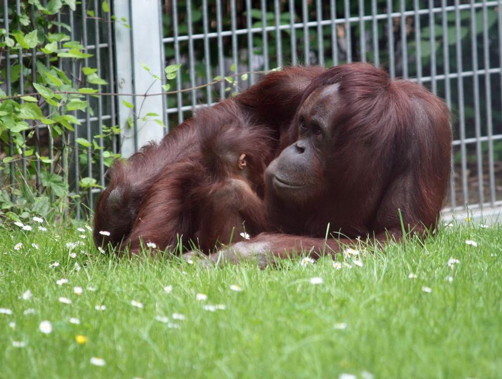 bei den Orang Utans nebenan geht es da viel ruhiger zu!