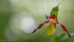 Bei den Orchideen ...