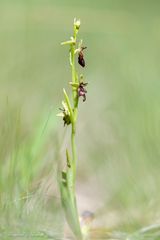 Bei den Orchideen ...