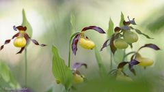 Bei den Orchideen ...
