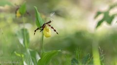 Bei den Orchideen ...