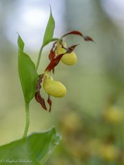 Bei den Orchideen ...