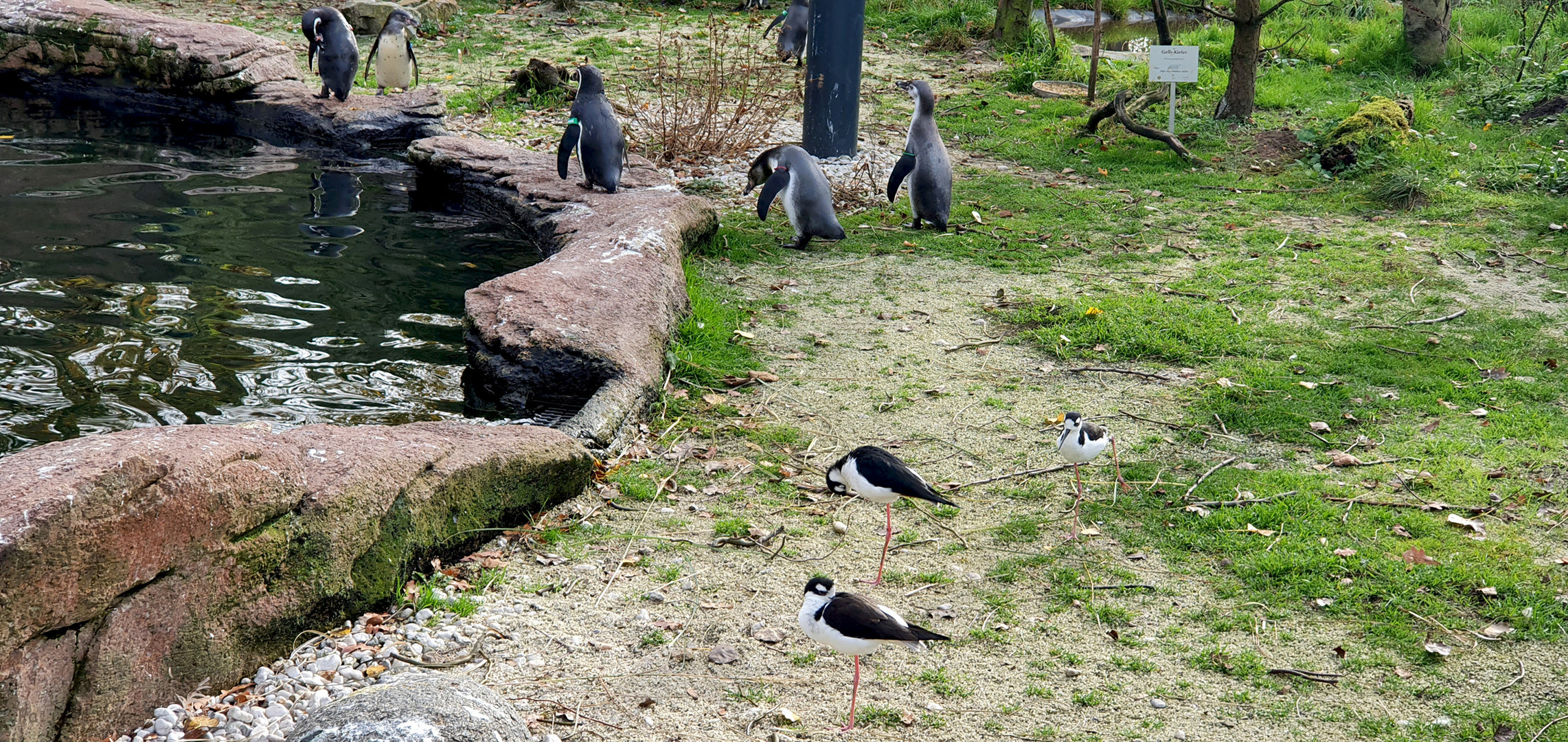 Bei den Pinguinen...