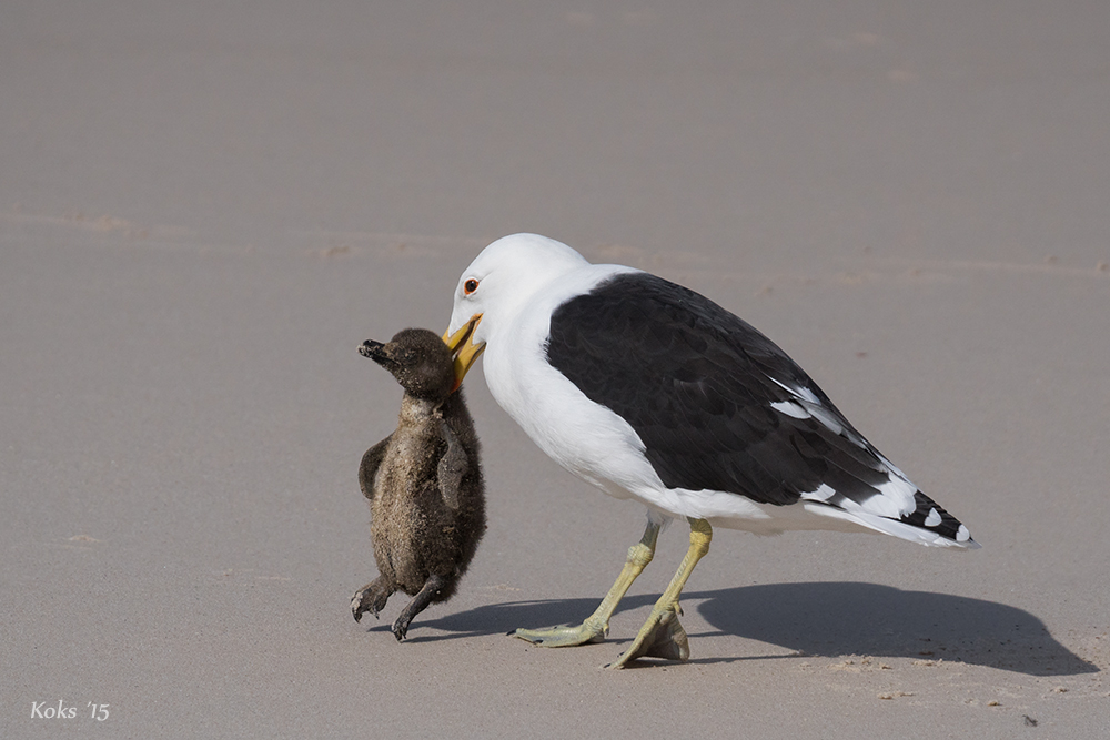 bei den Pinguinen .