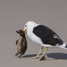 bei den Pinguinen .