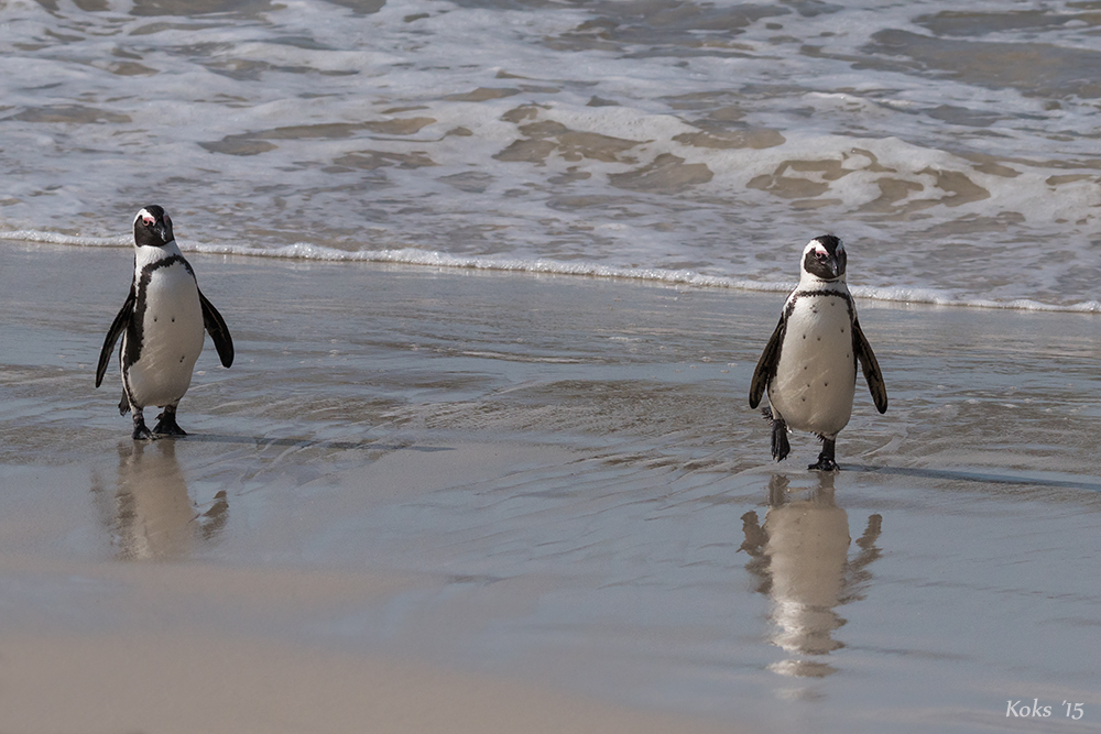 bei den Pinguinen ..