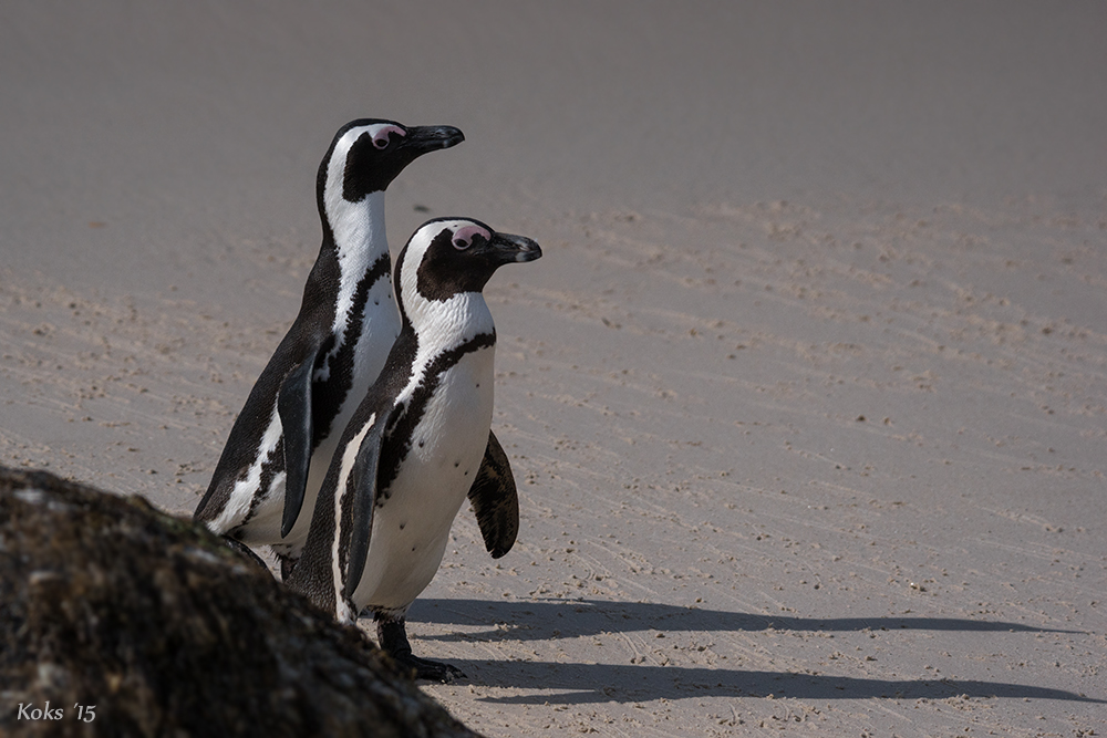 bei den Pinguinen