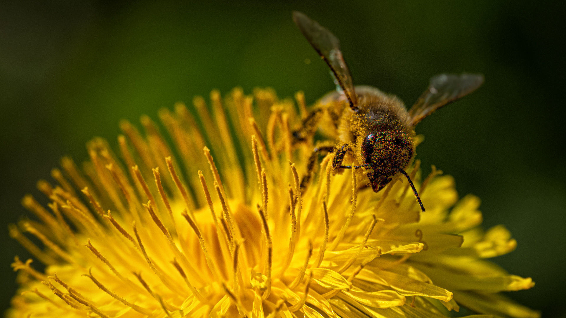 Bei den Pollen in die Vollen