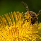 Bei den Pollen in die Vollen