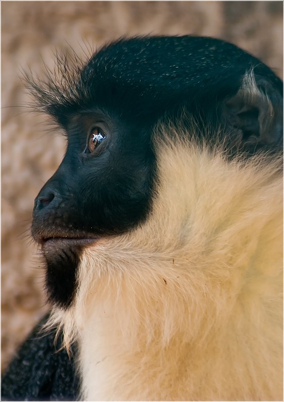 Bei den Primaten im ZOO Aschersleben 1