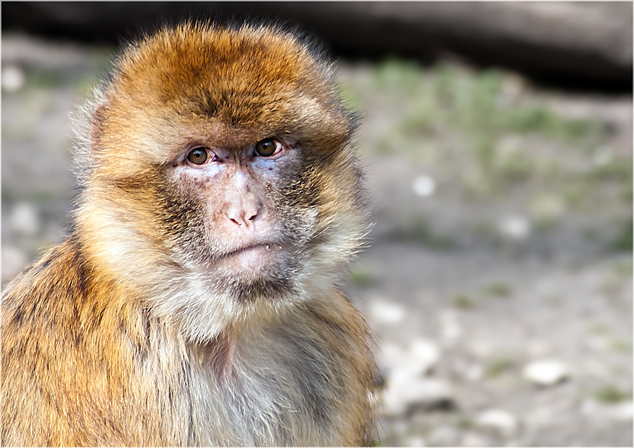 Bei den Primaten im ZOO Aschersleben 4