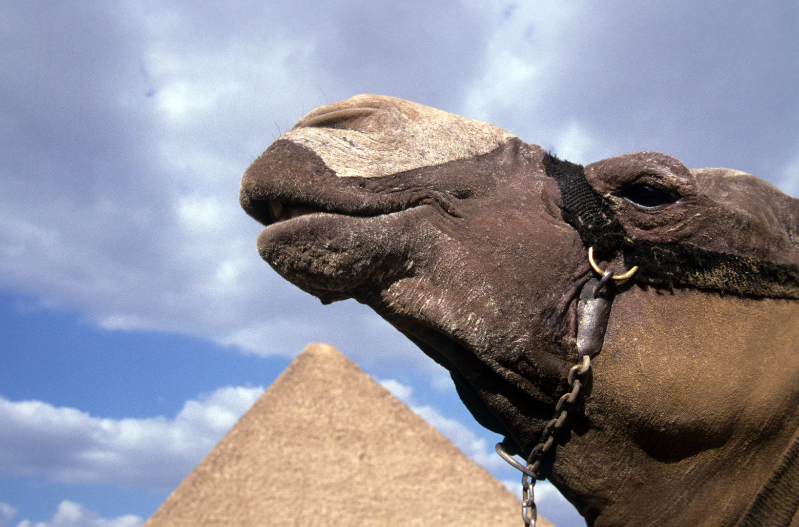 Bei den Pyramiden von Gizeh, Ägypten