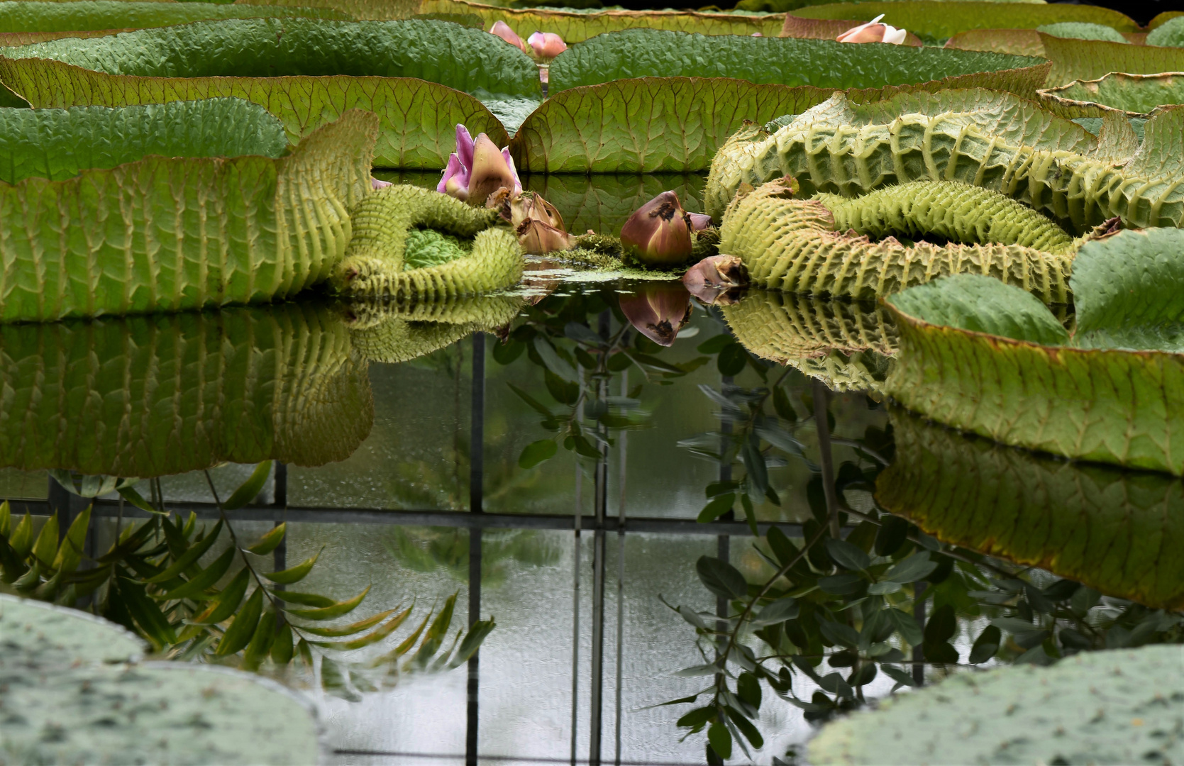 Bei den RiesenRosen (I)