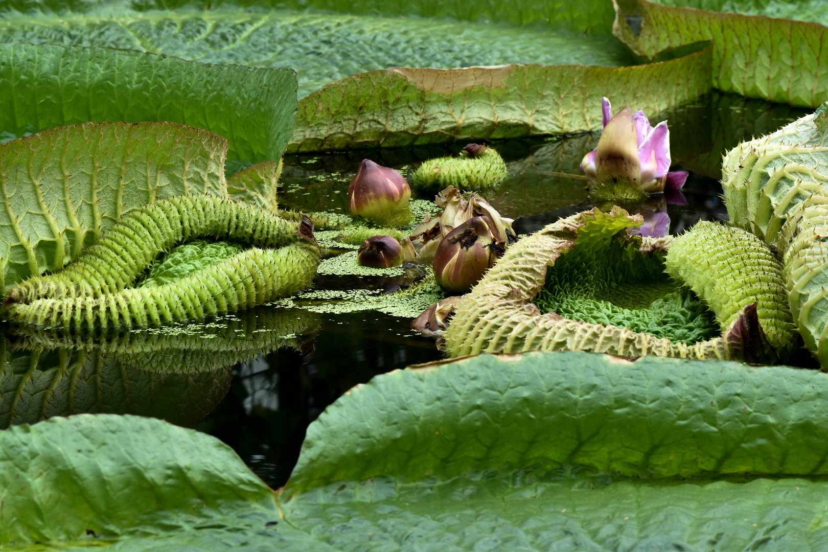 Bei den RiesenRosen (II)