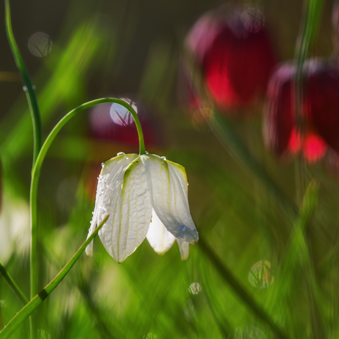 Bei den Schachblumen ( 1 )