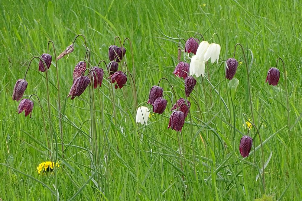 Bei den Schachbrettblumen 1