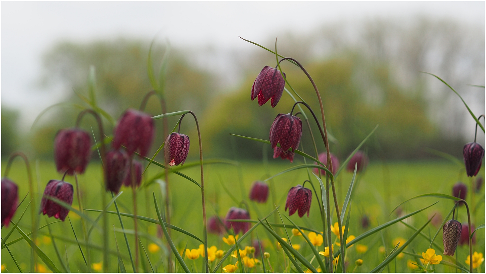 Bei den Schachbrettblumen 3