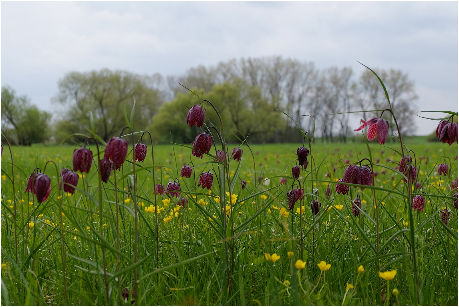 Bei den Schachbrettblumen 4