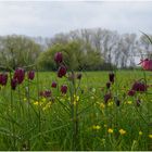 Bei den Schachbrettblumen 4