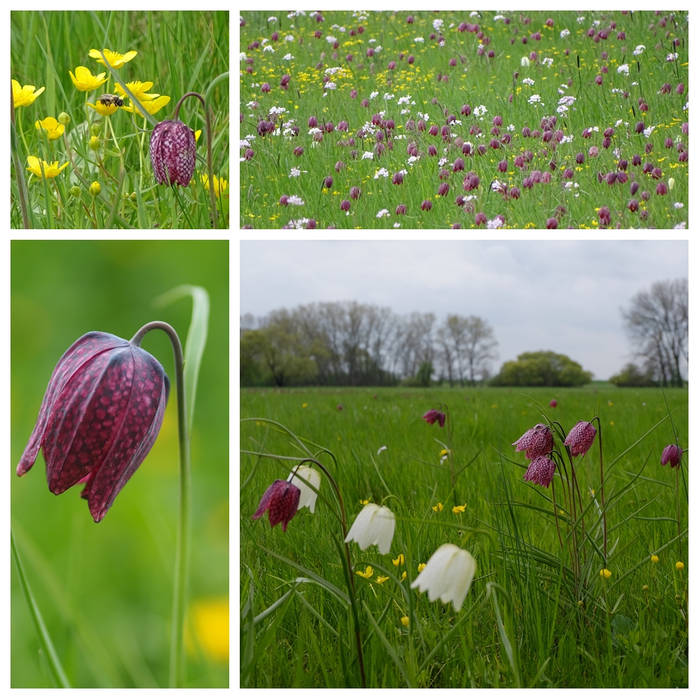 Bei den Schachbrettblumen 5