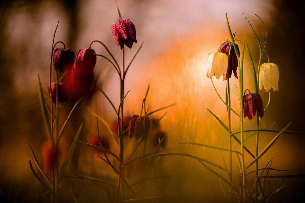 Bei den Schachbrettblumen ...