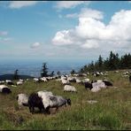 Bei den Schäfchen auf der Hornisgrinde...