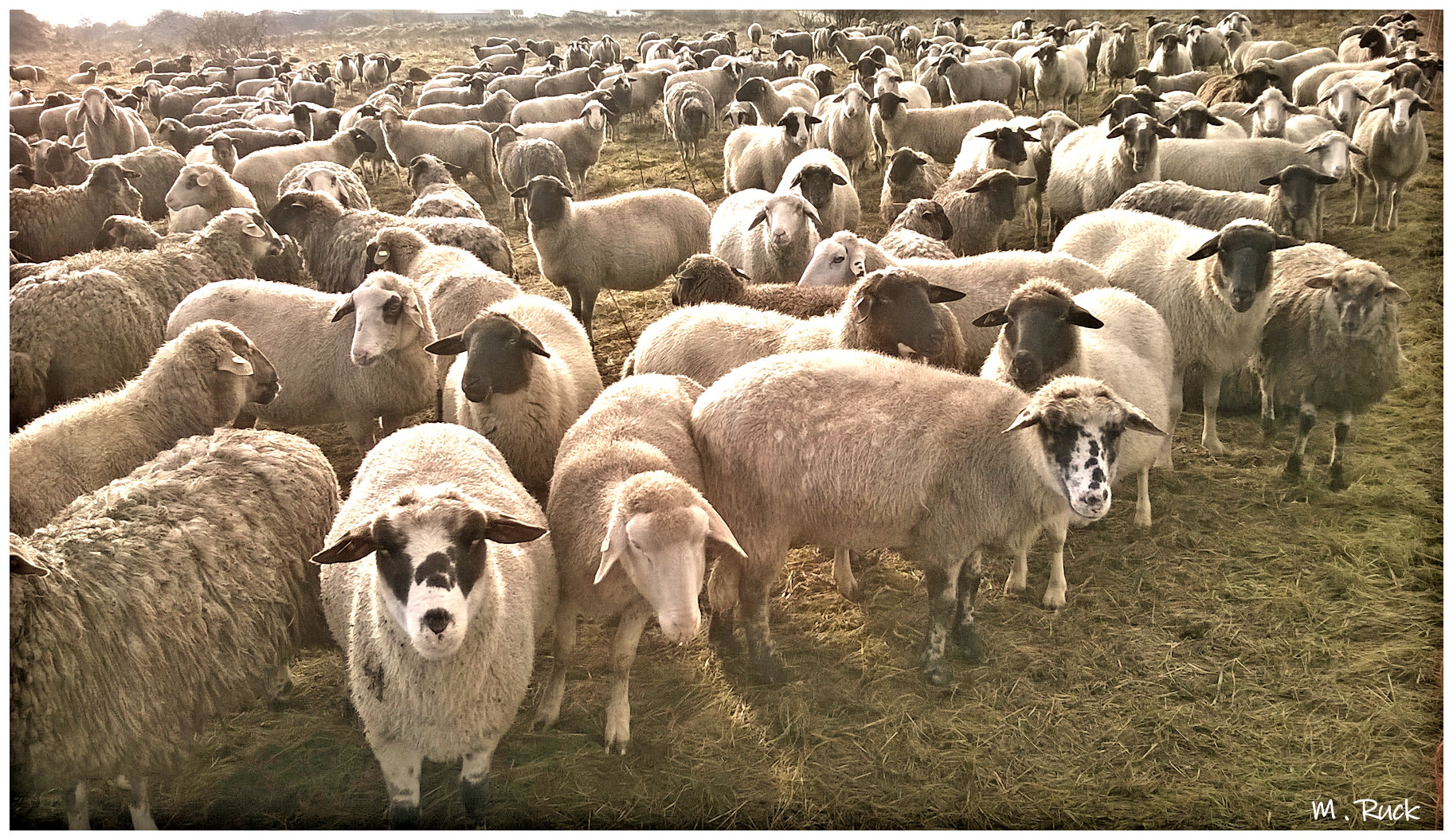 Bei den Schafen ! Foto & Bild tiere, haustiere, nutztiere Bilder auf