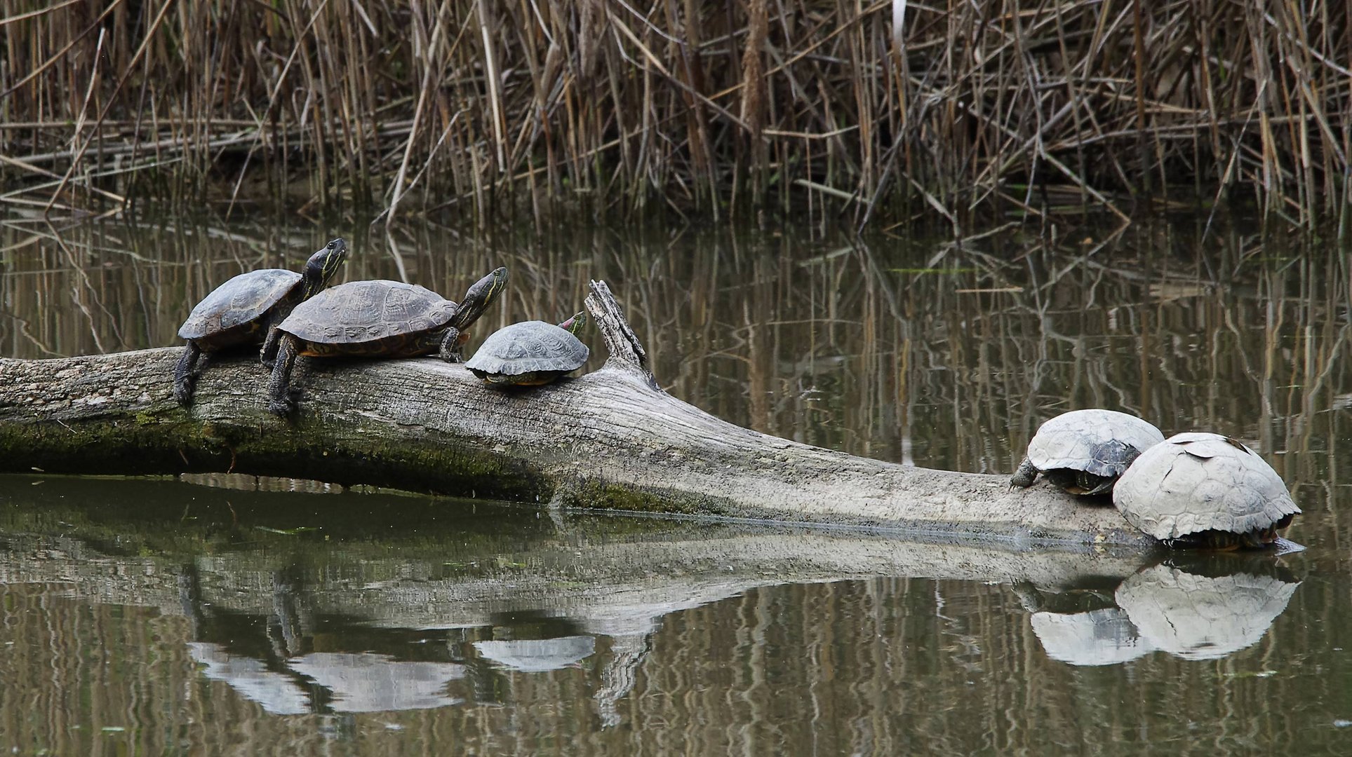 bei den Schildkröten war alles ok..