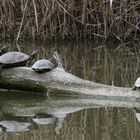 bei den Schildkröten war alles ok..