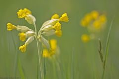 Bei den Schlüsselblumen