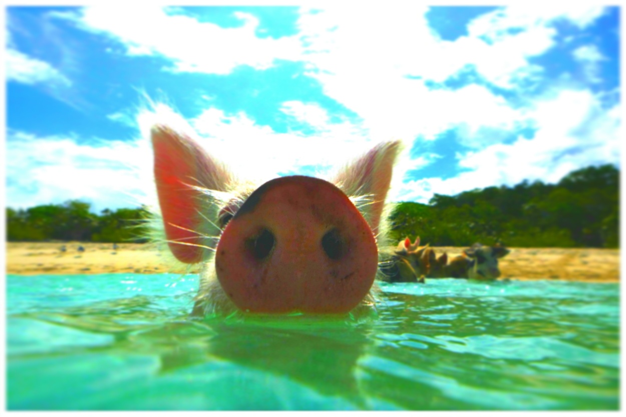 Bei den schwimmenden Schweinen auf den Bahamas