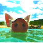 Bei den schwimmenden Schweinen auf den Bahamas