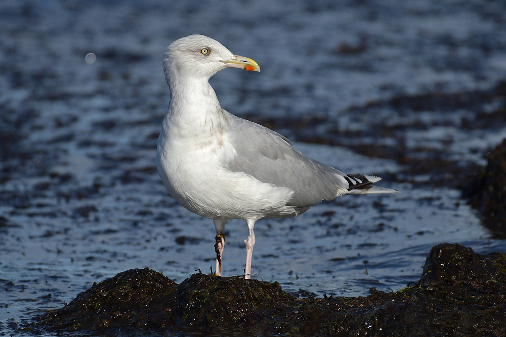 Bei den Silbermöwen: Chef – Möwe