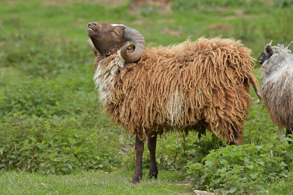 Bei den Skudden: Flehmen 01