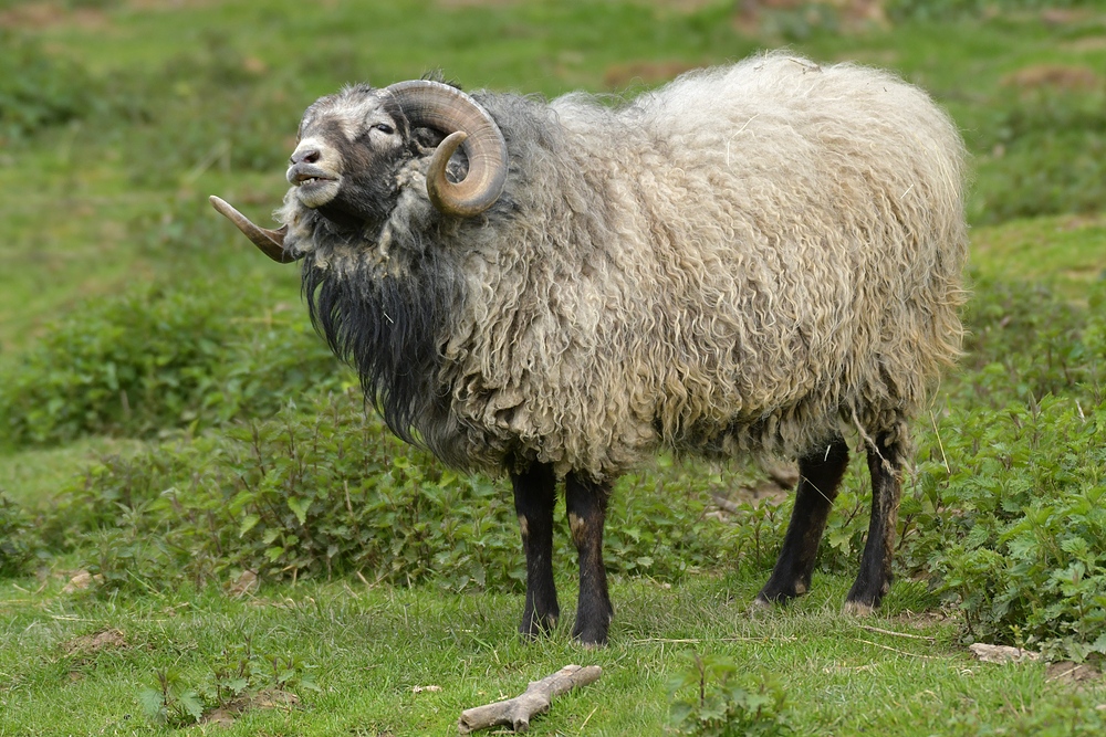 Bei den Skudden: Flehmen 02