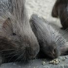 Bei den Stachelscheinen im Zoo