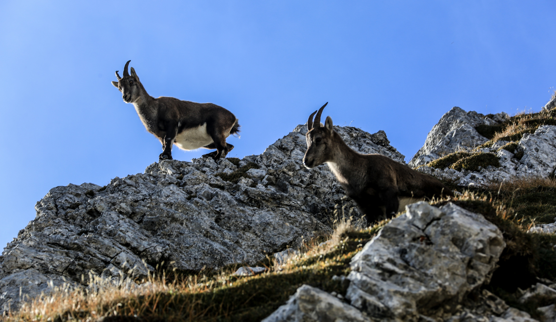 Bei den Steinböcken (1)