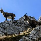 Bei den Steinböcken (1)