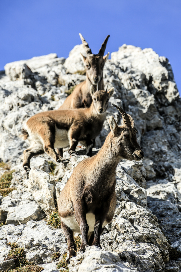 Bei den Steinböcken (4)