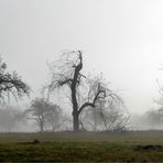 Bei den Streuobstwiesen im Nebel...