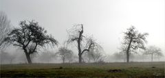 Bei den Streuobstwiesen im Nebel...