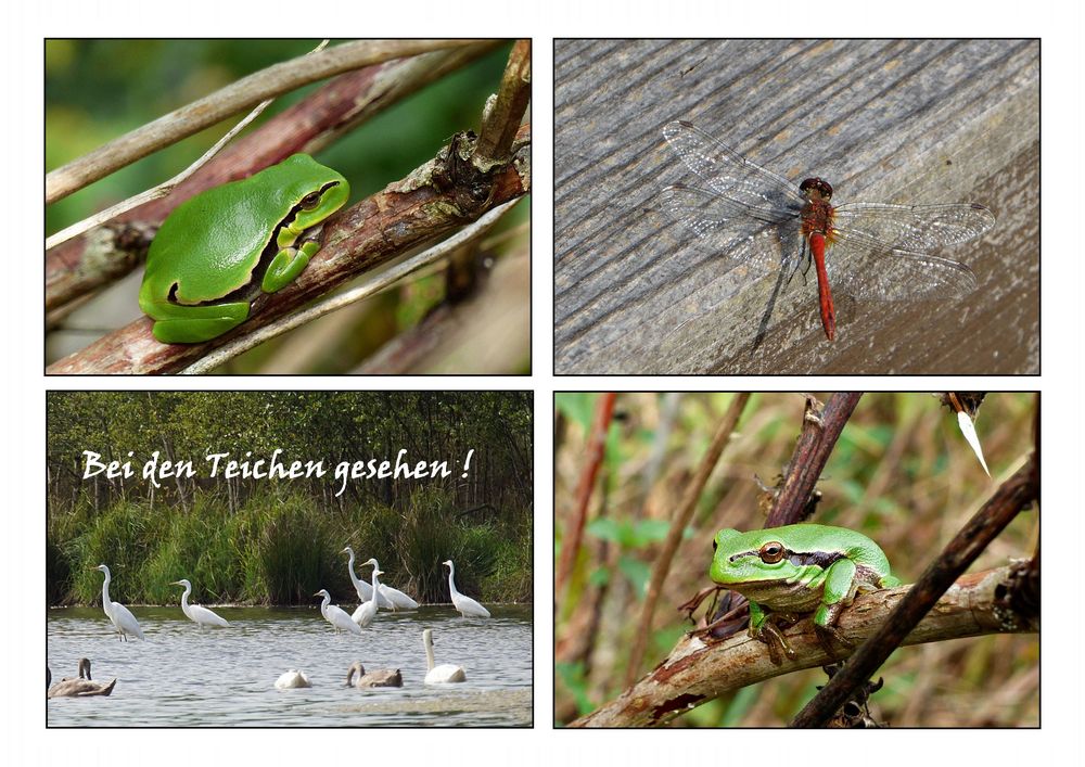 Bei den Teichen...... Foto & Bild tiere, wildlife, wildlife sonstige