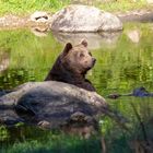 bei den Temperaturen ab in Wasser